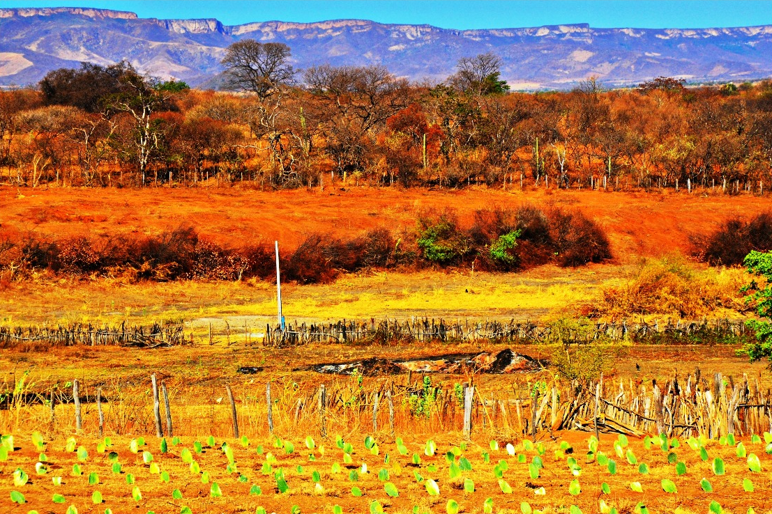 Cores da Caatinga